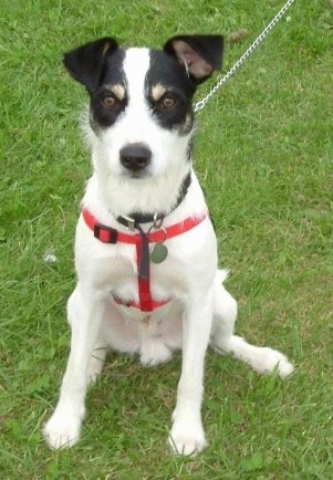 A white, black and tan tricolor Border Jack is wearing a red harness, it is sitting on grass and it is looking forward.