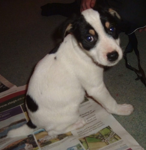 jack russell cross collie