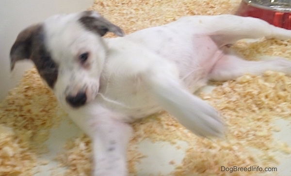 The front left side of a white with gray on its ears Box Heeler puppy that is laying on wood chips and it is in the process of rolling over.