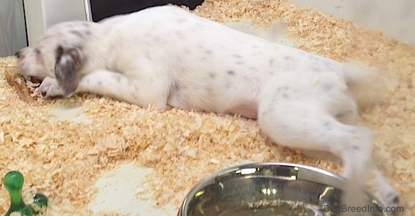 The back left side of a white with gray on its ears box heeler puppy that is laying down on wood chips with its head between its front paws.