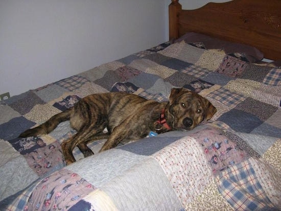 The right side of a brown brindle with white Box Heeler that is laying down on its right side, on a bed.