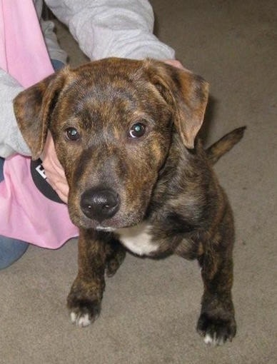 Topdown view of a brown brindle with white Box Heeler puppy that is sitting on a carpet and next to it is a sitting person in pink.