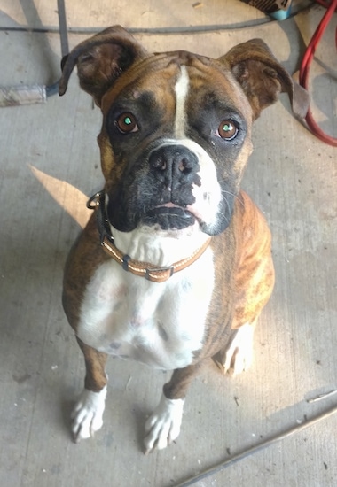 Front view - a brown brindle with black and white Boxer dog sitting on a concrete surface looking up alert at the camera.