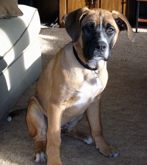 The front right side of a tan with white Boxer Shepherd, that has a black muzzle, is sitting on a carpet.