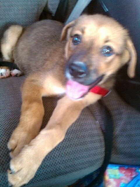 Close up - The right side of a tan with white and black Boxer Shepherd puppy that is laying against the backseat of a vehicle.