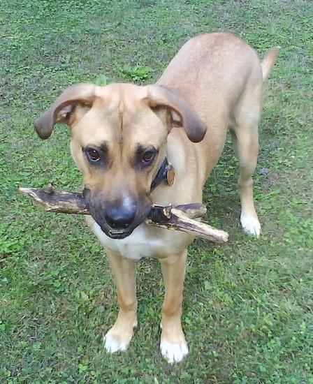 A tan with white Boxer Shepherd, that has a black muzzle, is standing in a field and it has a stick in its mouth.