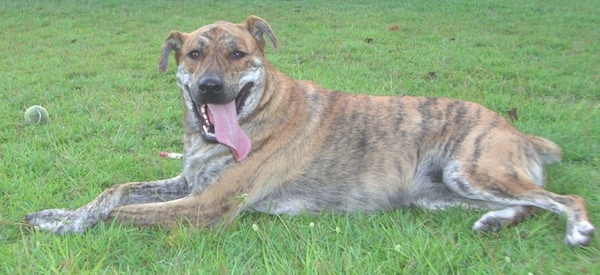 brindle german shepherd mix