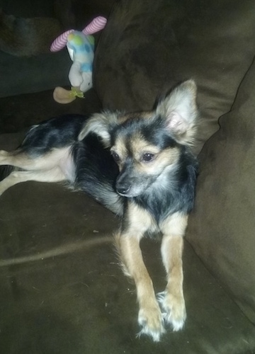 Front side view - a medium-haired Pomchi laying down on a brown couch with a rabbit plush toy behind it. It has one ear up and one ear flopped over.