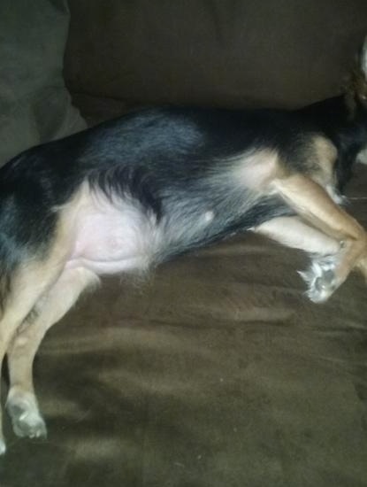 Side view - the belly of a pregnant Pomchi laying down on a brown couch.