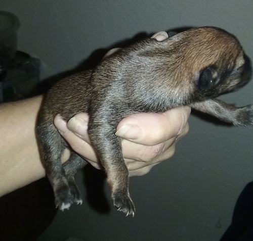Right side view - a person's hand holding up a plump brown with black puppy.