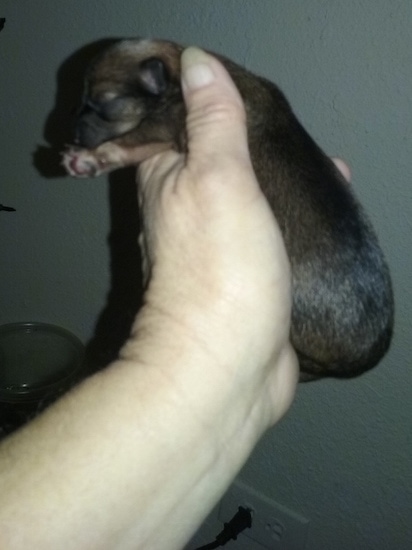 Left side view - a person's hand holding up a plump brown with black puppy.