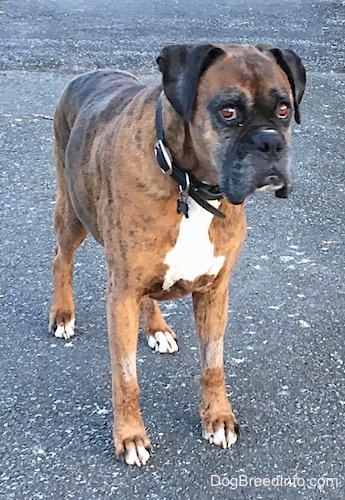Bruno the Boxer standing on a blacktop