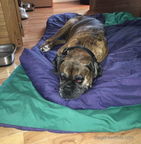 Bruno the Boxer sleeping on a sleeping bag next to a water bowl