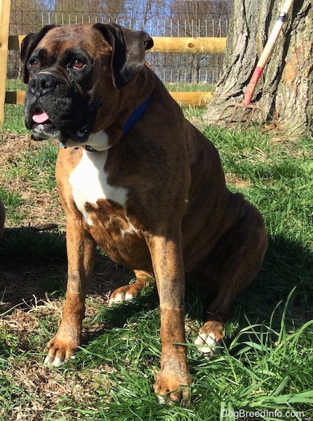 A large, extra skinned, wide chested, droopy eyed, big lipped Boxer dog sitting in the grass looking to the left. There is a tree with a pitch fork rake leaning against it behind him.