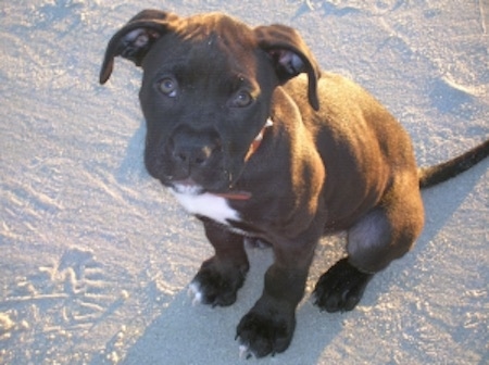 A little black puppy with a white chest sitting outside on a sandy ground