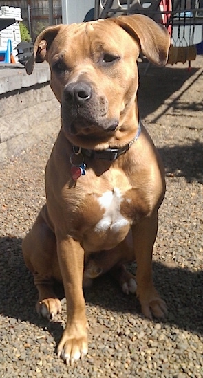 blue nose pitbull boxer mix