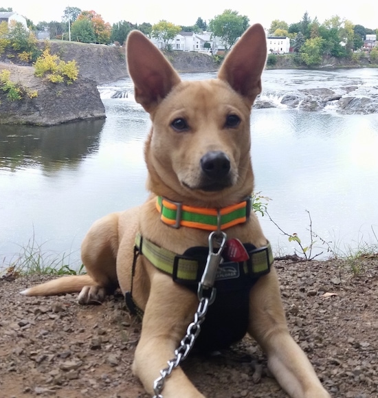 carolina dog husky mix