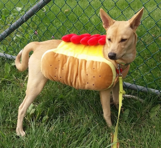 A tan, large perk-eared dog laying on its side next to a shirtless man in sun glasses in a blow up raft which is floating down a river with trees on each side of the water. The dog looks relaxed and happy to be on the boat.