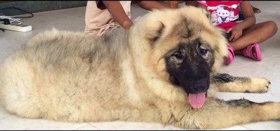 Genghis the Caucasian Shepherd puppy is laying in a house with its mouth open and there are two children behind it