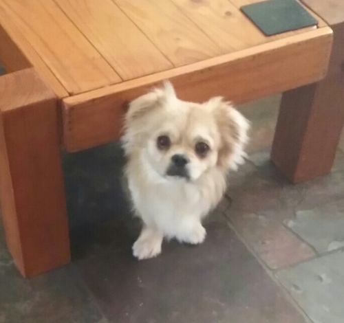 Chester the Cheeks peeking out from under a table