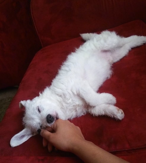 Eli the Chigi sleeping on a couch and a person's hand is in his mouth
