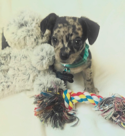A multi colored Chihuahua puppy is wearing a green collar with a large bone tag hanging from it and sitting next to a plush stuffed animal and behind a rope toy.