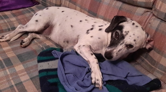 A little white dog with black spots laying on a couch looking at the camera