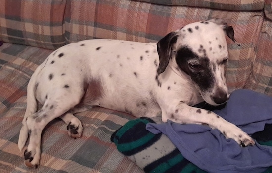 A little white dog with black spots laying on a couch with her paw on a blue blanket