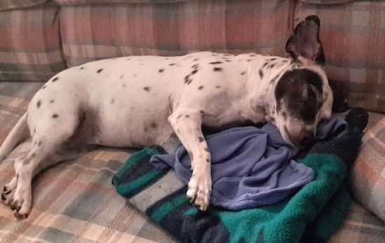 A little white dog with black spots on a couch sleeping with her head on top of a blue and green blanket