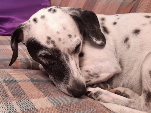 A little white dog with black spots curled up on a plaid couch