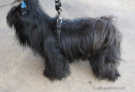 Right-side Profile - Apple the Chinese Imperial Dog is standing on a sidewalk with a black leash hooked to her black harness