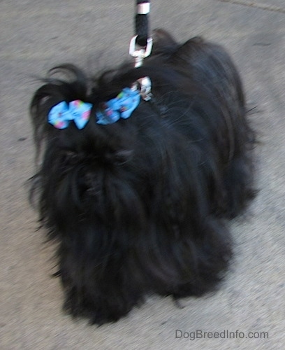 Apple the black Chinese Imperial Dog is walking down a sidewalk while on a leash