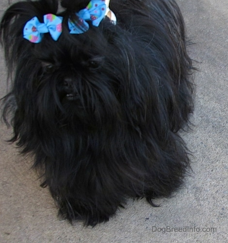 Close Up - Apple the Chinese Imperial Dog is walking down a sidewalk and her bottom row of white teeth are showing against her long black fur