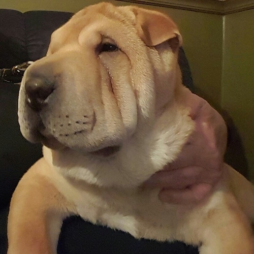 A wrinkly, extra skinned, tan Shar-Pei puppy is laying across a persons lap, the person is touching the left side of the dog and the dog is looking to the left. It has small ears that fold over to the front in a v-shape.
