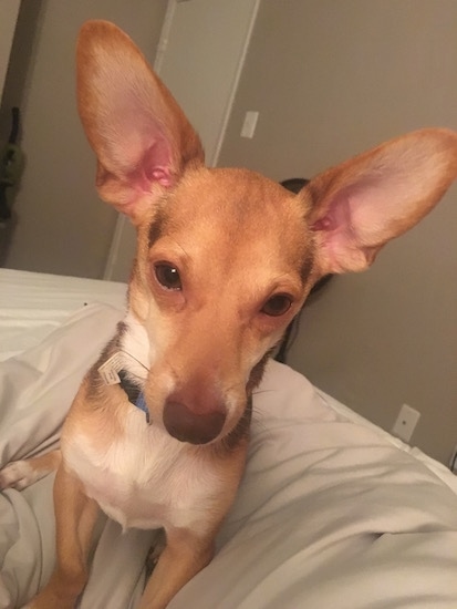 Front view - A short-haired, perk-eared, small breed, tan, white with black dog sitting on a humans bed facing forward. The dog has very large ears.