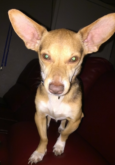 Front view - A short-haired, perk-eared, small breed, tan, white with black dog sitting on a couch facing forward. The dog has very large ears and a brown nose.