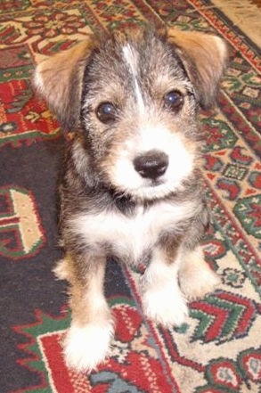 A black with tan and white Chizer dog is sitting on a blue, red, green tan and black throw rug