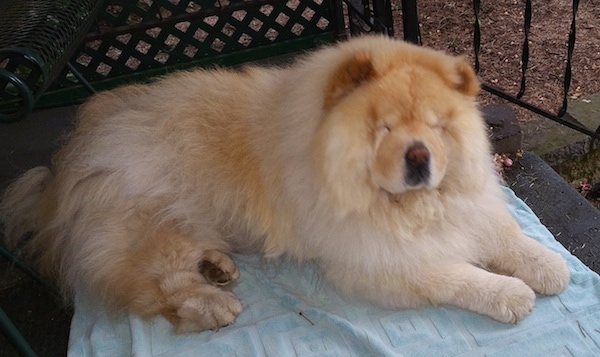 chow chow small puppy