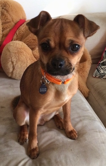 Pepper the Chug is wearing an orange collar and sitting on a couch with a large plush bear behind her.