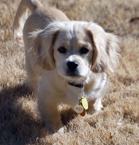 cocker spaniel and terrier mix