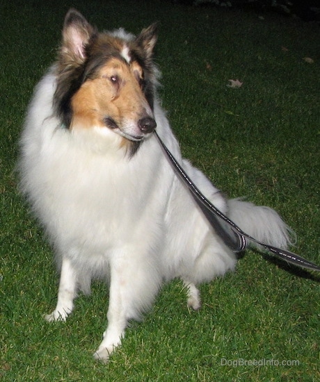 A large breed long coated furry dog with perk ears a white body and brown and black on its head sitting in the grass looking to the right. The dog has an eye infection.
