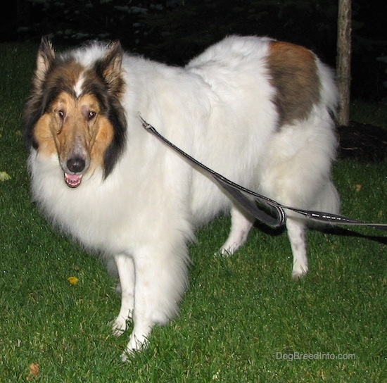 Side view - A long-snouted, large-breed long-coated furry dog with perk ears a white body and brown and black on its head wearing a black leash standing in the grass facing the camera. It has a large brown spot on its back end.