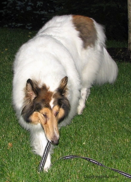 Front side view - A long-snouted, large-breed long-coated furry dog with perk ears a white body and brown and black on its head walking down in the grass looking to the right. The dog has an eye infection.