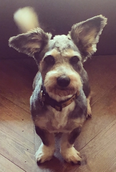 View from the front - A medium-sized gray, tan and white, large perk-eared, low to the ground dog standing on a hardwood floor looking up.