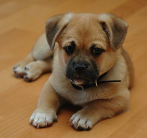 Griffin the Corgi Pug is laying down on a hardwood floor and looking at the camera holder