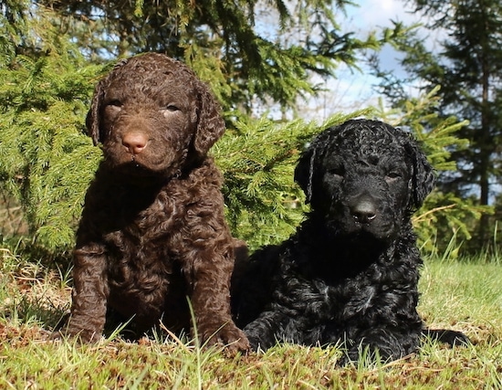 Curly-Coated Retriever Dog Breed Information and Pictures