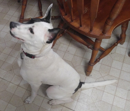 Left Profile view from the top looking down at the dog - A perk-eared, white with black mixed breed dog is sitting on a tiled floor, next to a kitchen table.