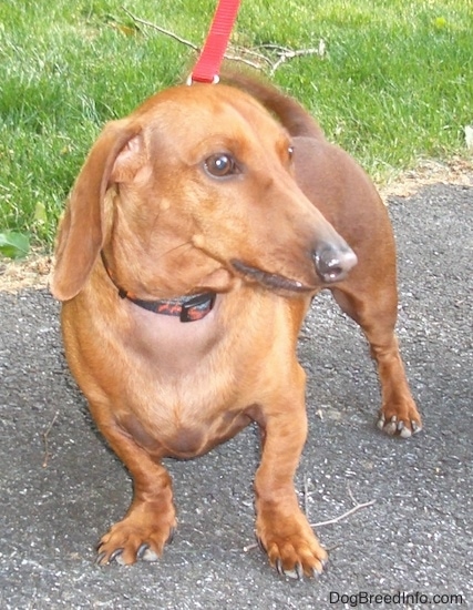 Front view - A low to the ground, long-eared, long snouted red colored dog standing in a driveway while on a red leash with green grass behind him.