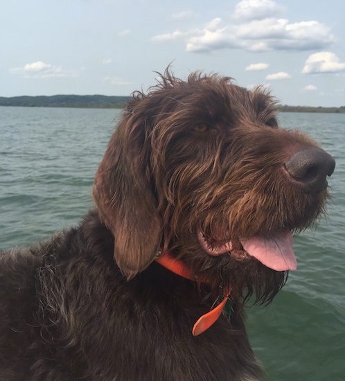 Griffin vom Elchertz the Deutsch Drahthaar's face with a body of water behind it. There is an island in the background