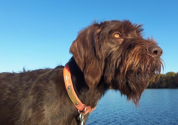 Close Up - Griffin vom Elchertz the Deutsch Drahthaars face. There is a body of water in the background